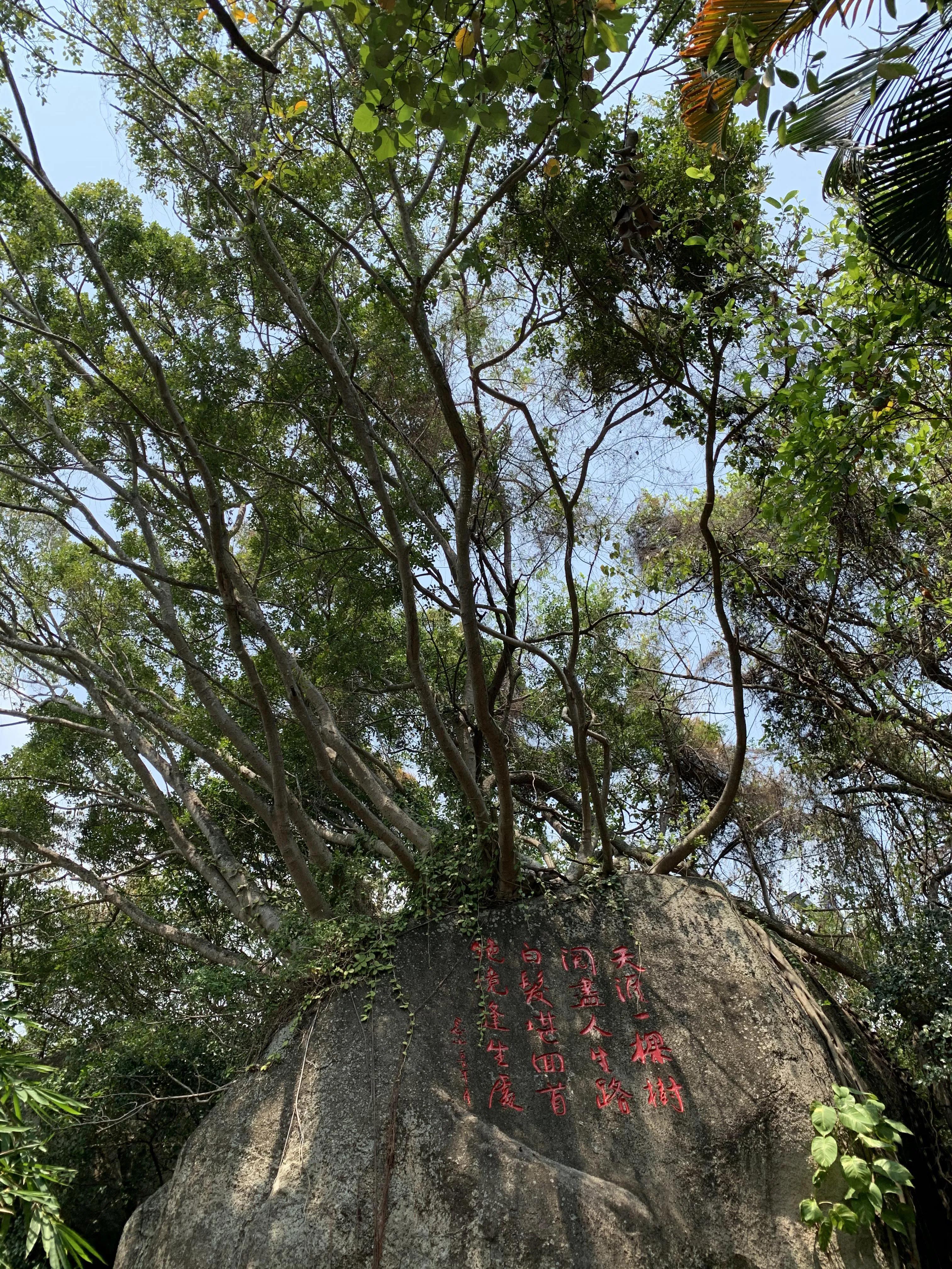 三亚，每个人的热带风情梦想