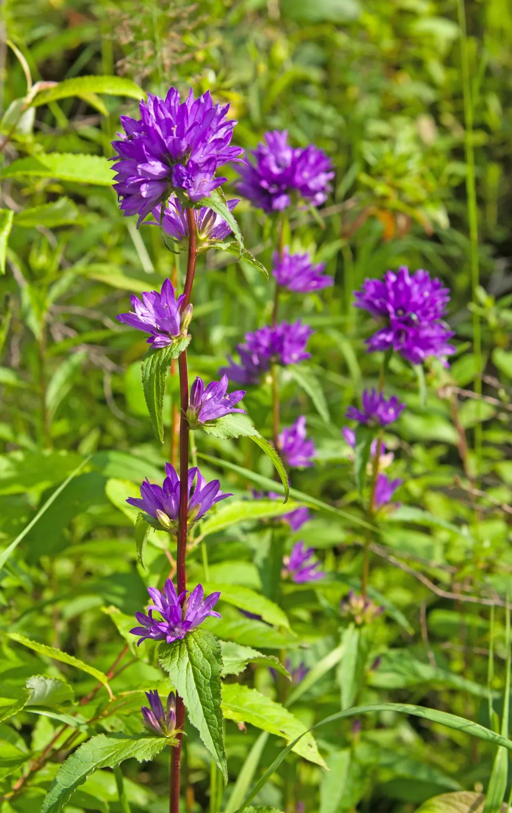 却被称为"国老"的中药,它就是调和众药的——甘草