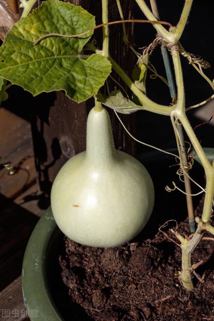 院子里有空地,就种棵葫芦吧,老祖宗留下的话,不是没有道理