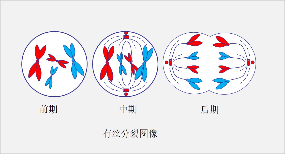 高中生物《減數分裂》太難學?一首詩教你學會,如何高層次學習