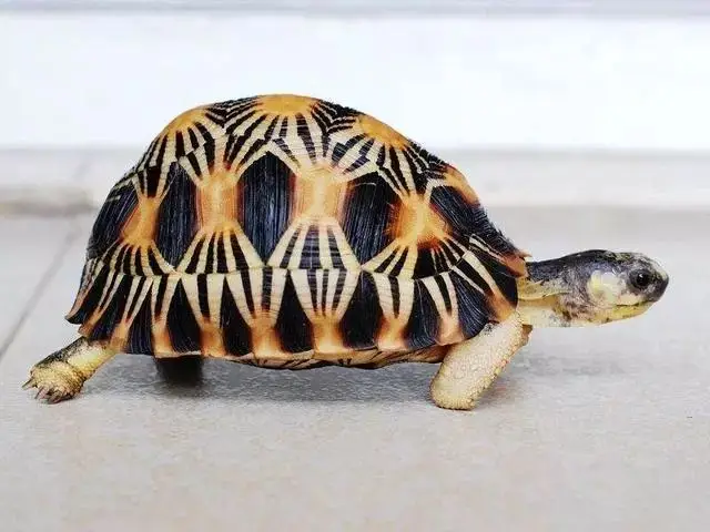 乌龟的种类图片及名称（乌龟的品种图片）