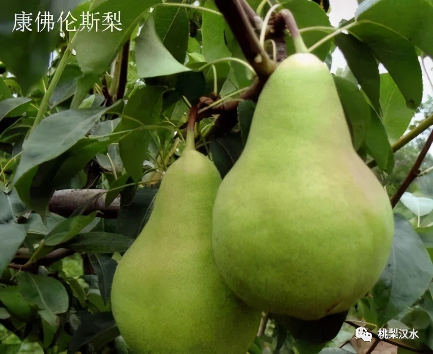 不同品种梨的缺点