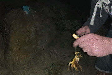 藍環章魚,藍環章魚有多毒