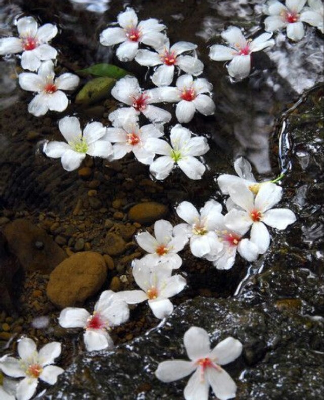 桐籽花开淡淡香