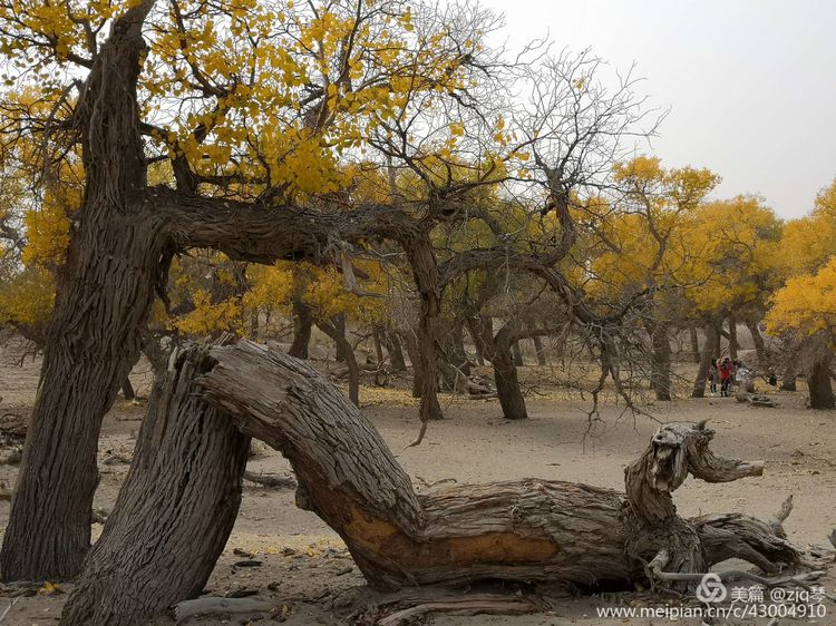 2019西北行｜胡杨：生而千年不死，死而千年不倒，倒而千年不朽