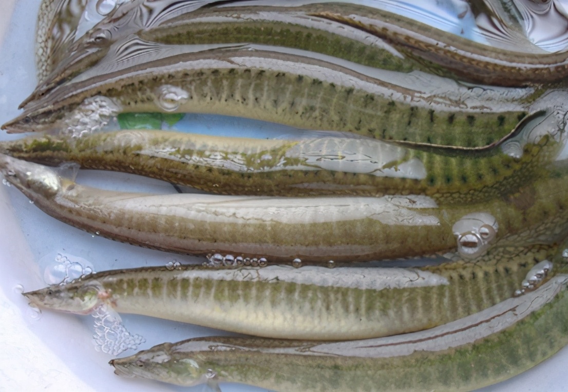 湖南叫"沙泥鳅",20年前没人吃,如今晒干一斤卖200元,罕见了