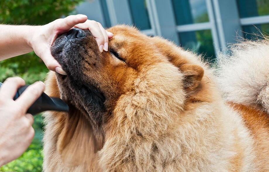 养松狮犬的六大坏处，你能接受吗？