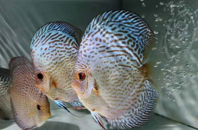 冬季的热带鱼缸降低水位养鱼，可以节能吗，对鱼有没有坏处？