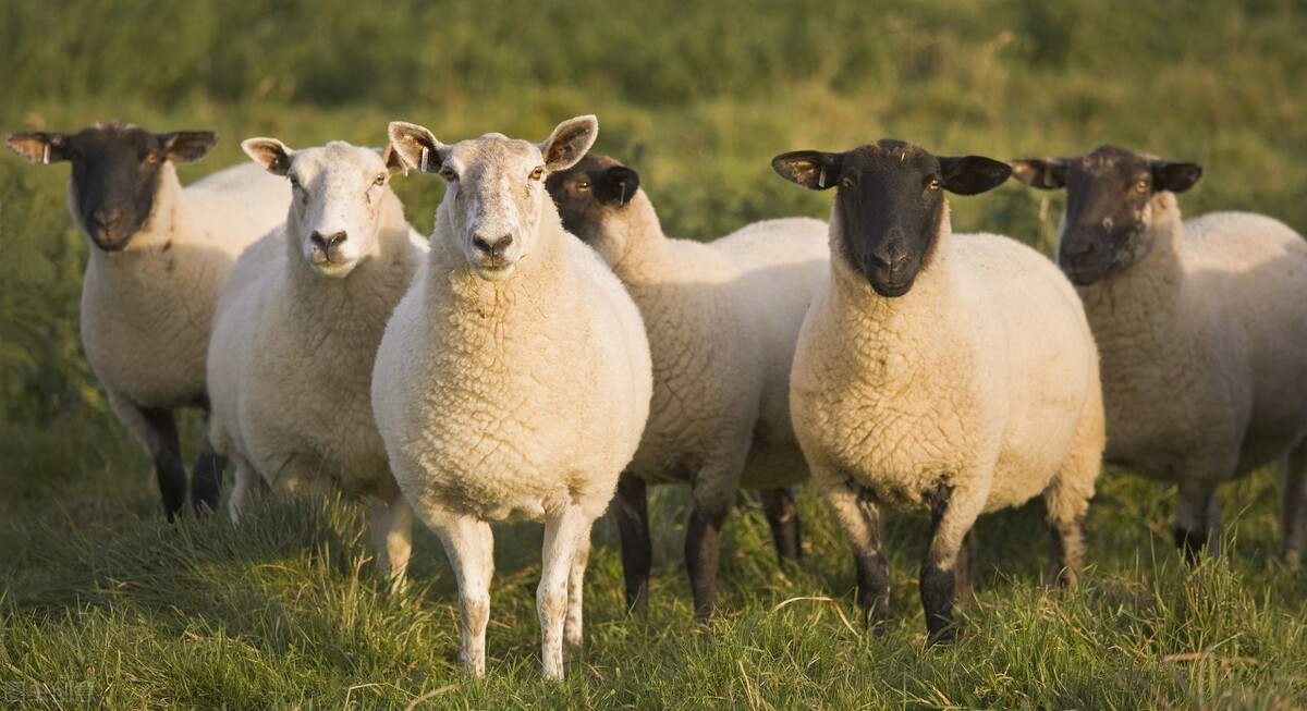 牛羊迎上涨，蛋价即将“破5”，养殖业春天来了？如何把握时机？