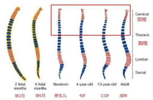 宝宝到底多大用枕头？1岁还是2岁？儿童枕头怎么选，看这6点