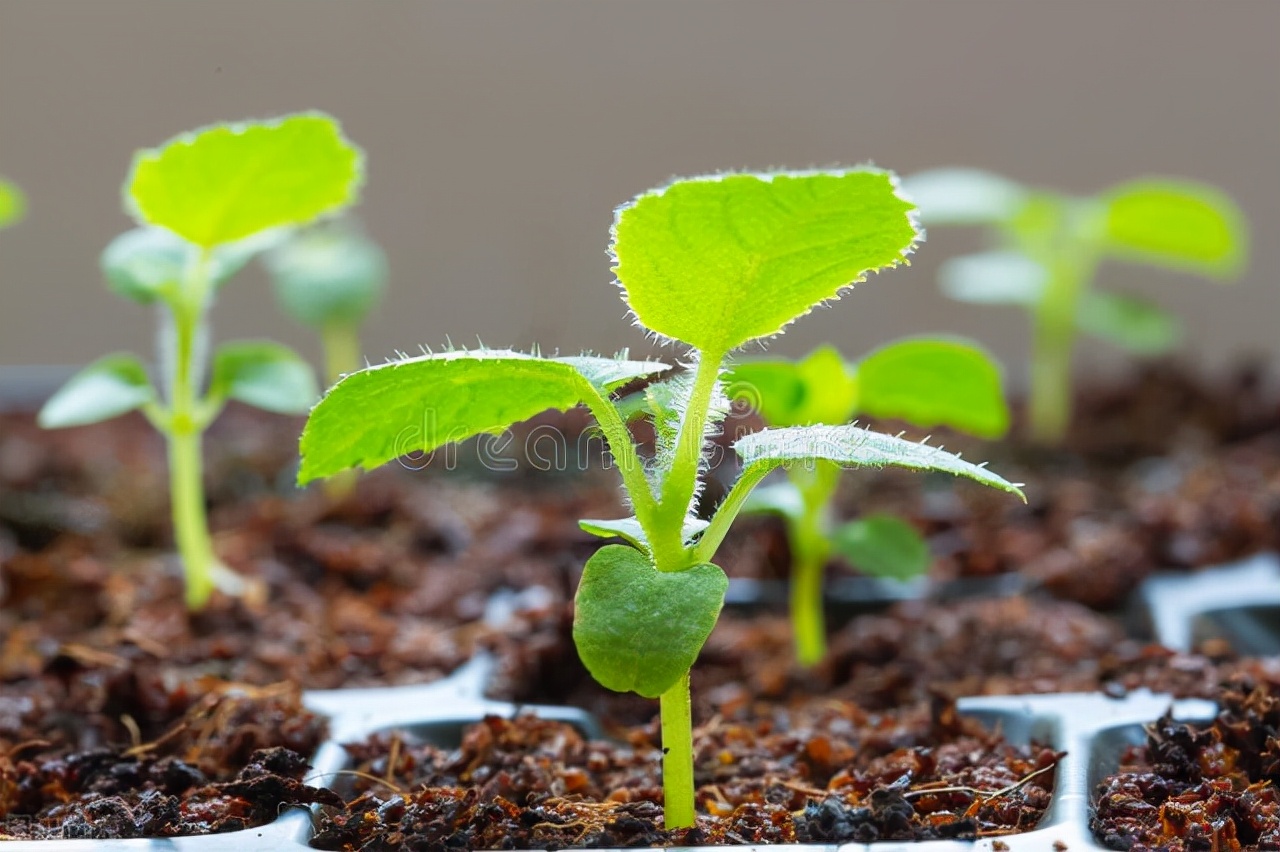 猕猴桃,一个有故事的水果,一种在华夏扎根2000万年的植物