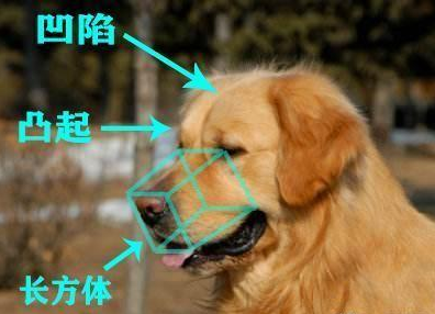 让我告诉你,一只纯种的“金毛犬”大概多少钱,别买贵了