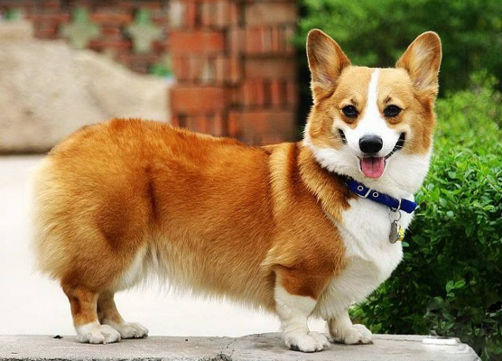 要想纯种柯基犬,那就要看它有无这些特征,有就是失格的