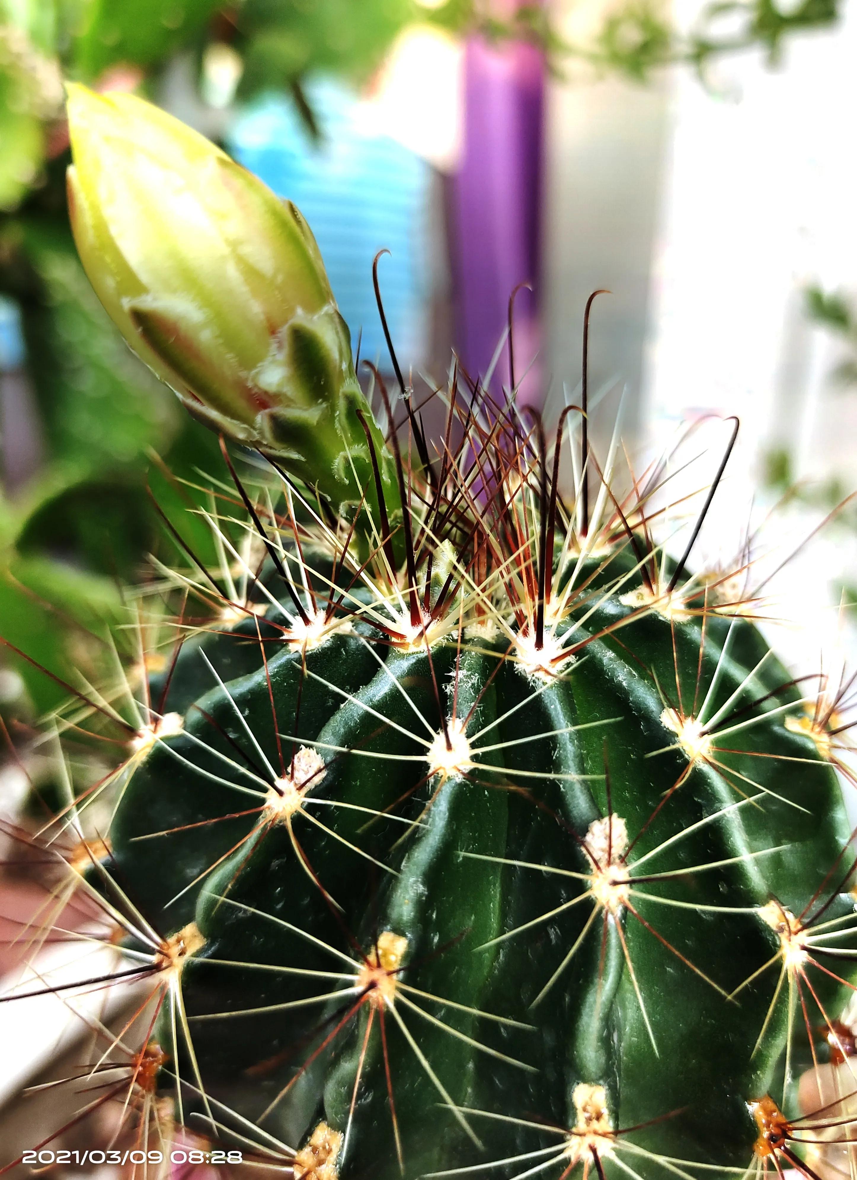 七绝 咏仙人球花八首