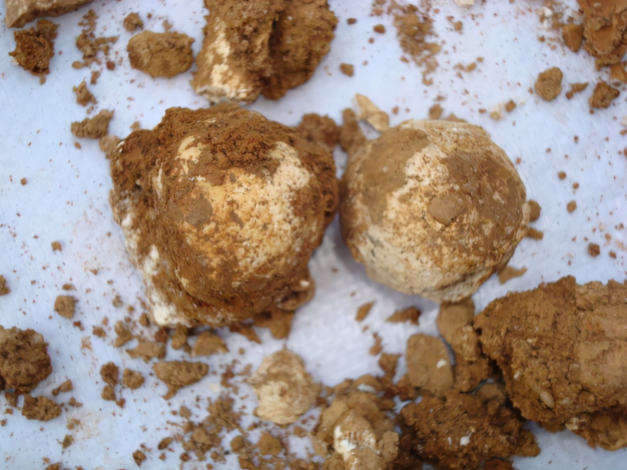 一根长20cm的人类粪便被发现,揭开了1200年前古人以何为食