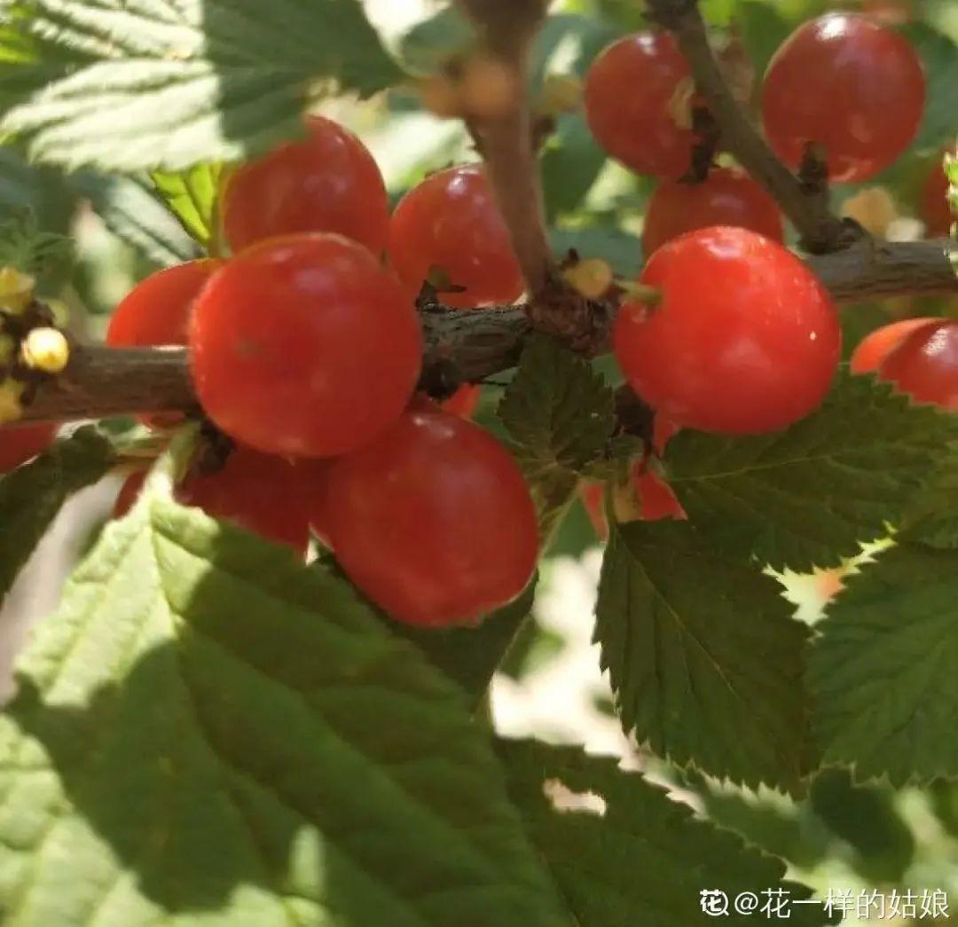 榆叶梅图片果实药用(榆叶梅的果实能吃吗)-花卉知识网