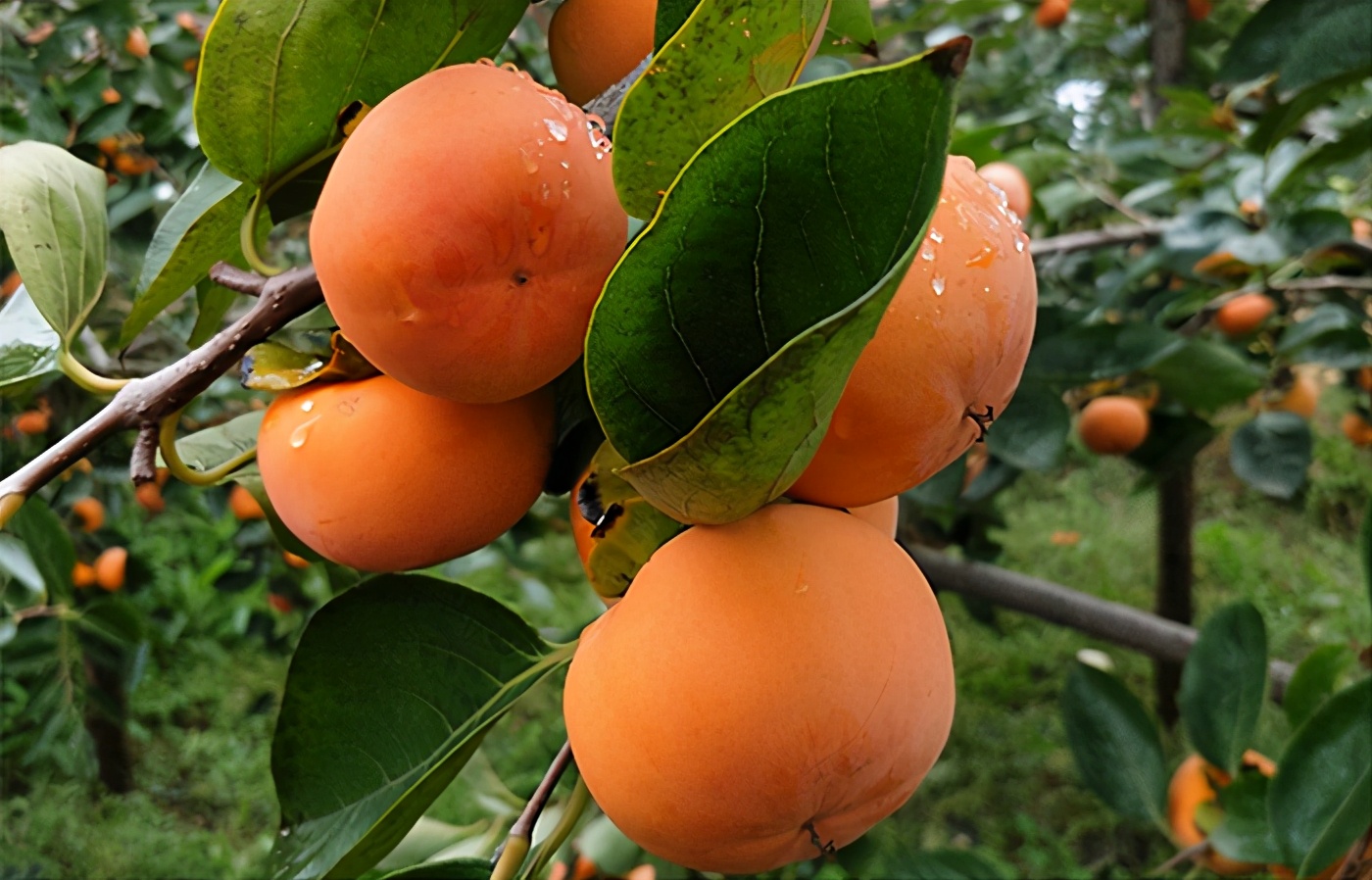 现在柿子正当季,教你2种方法自制"懒柿子",脆甜可口超好吃