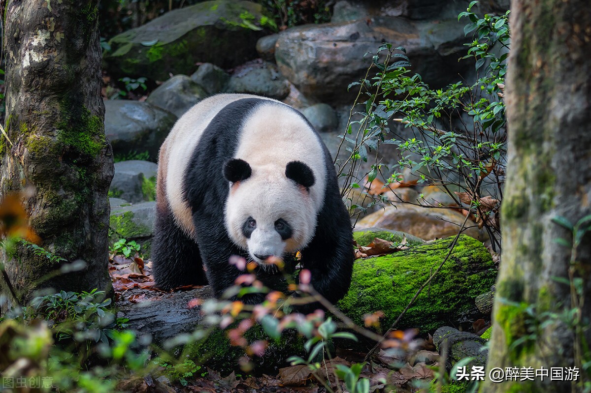 走进佛坪熊猫谷，山清水秀，曲径通幽，是亲子游玩胜地