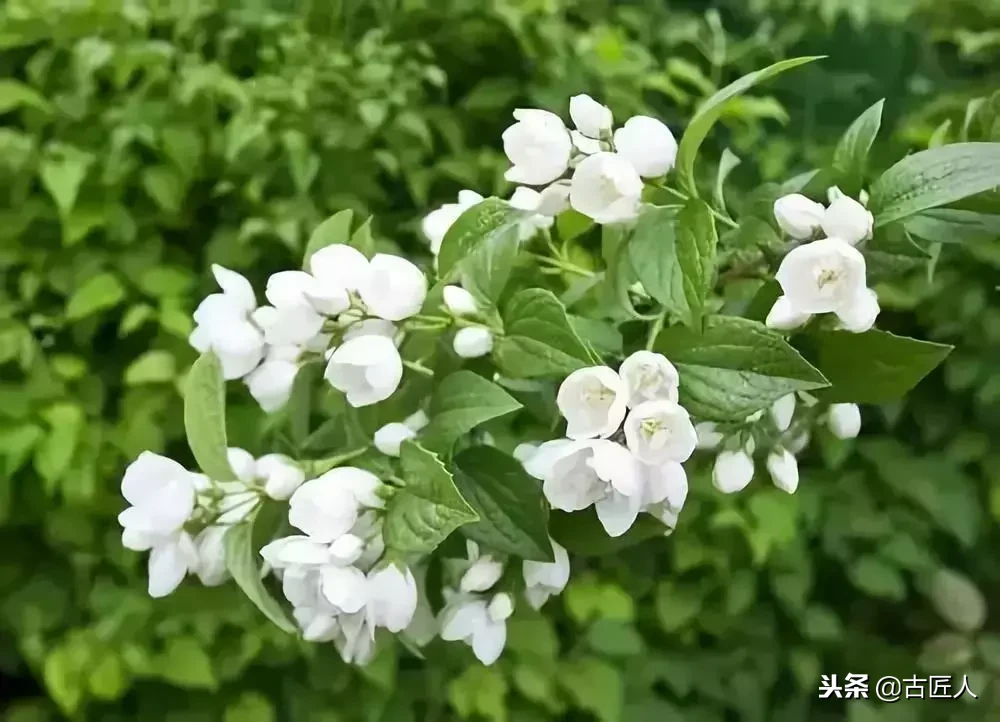 万紫千红的百花汇（百花汇中富含诗意的花）