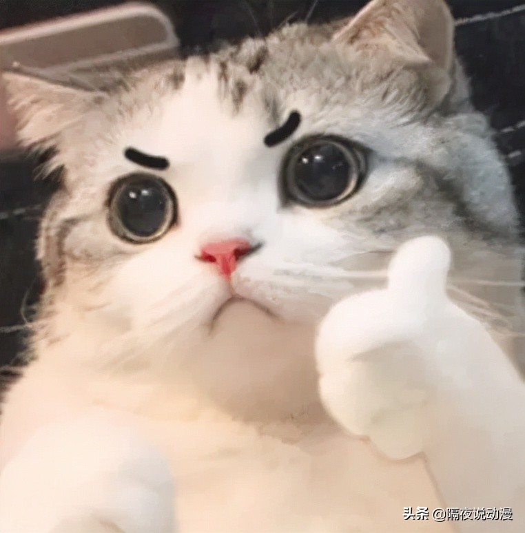火遍全网的"表情包猫咪"和"藏狐男人",居然都是b站up主?