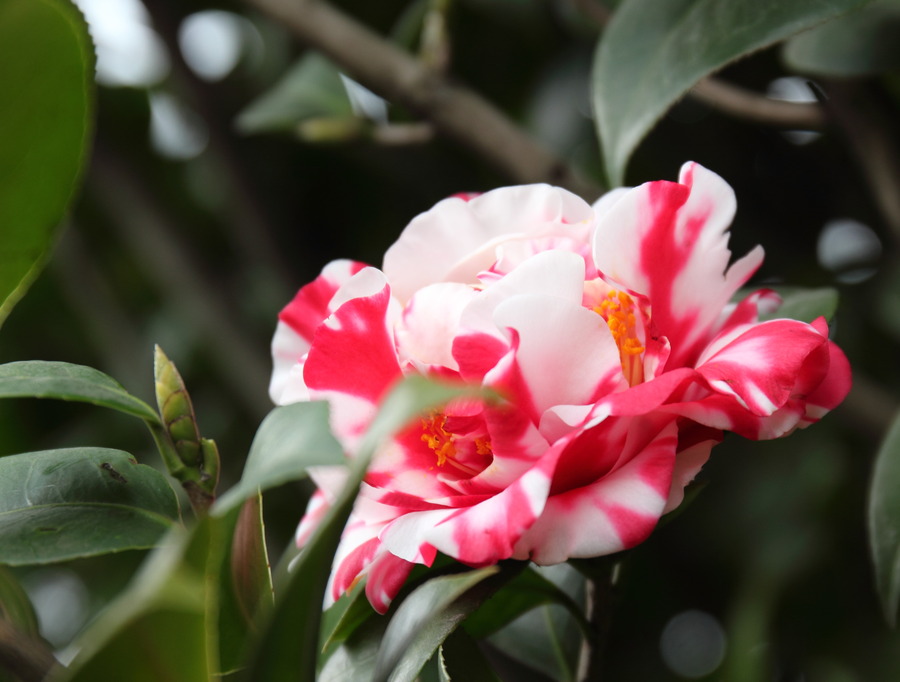 6种“喜冷花”，冬天也能开得“姹紫嫣红”，喜欢建议养一盆