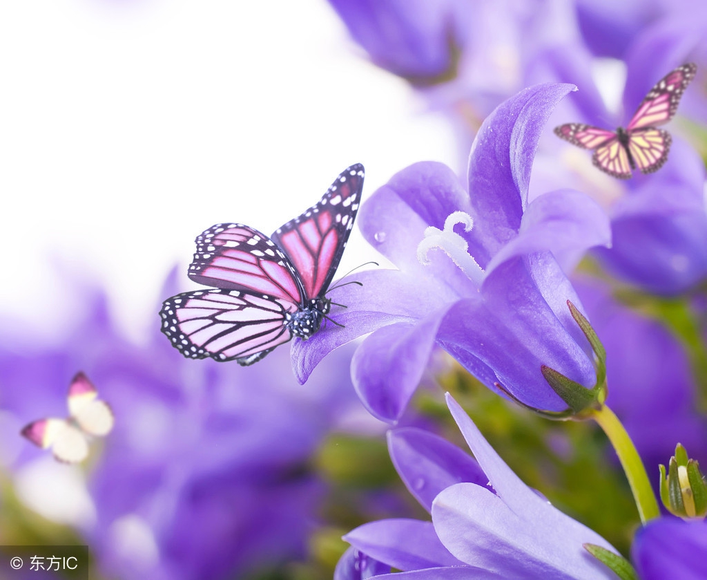春花齐放，蝴蝶如精灵般翩然起舞，一起读一读关于蝴蝶的诗吧！