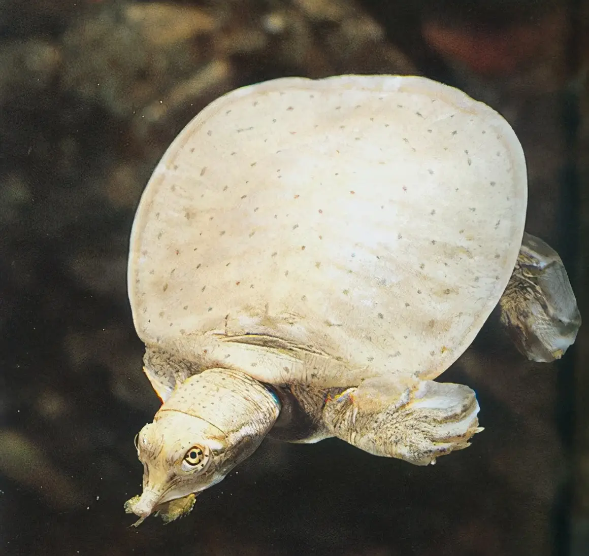 乌龟的种类图片及名称（乌龟的品种图片）