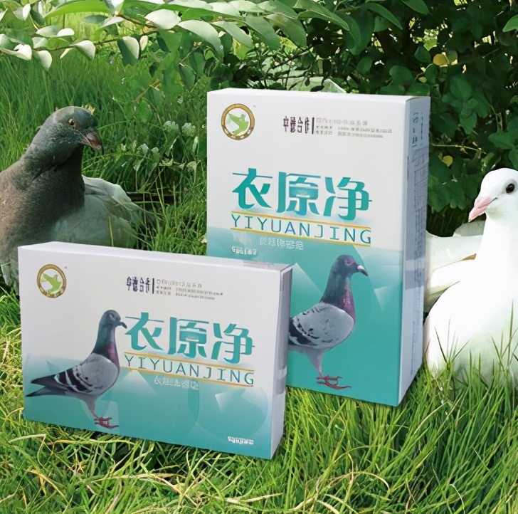 鹦鹉拉肚子吃什么药（做好这三点让你轻松养鹦鹉）