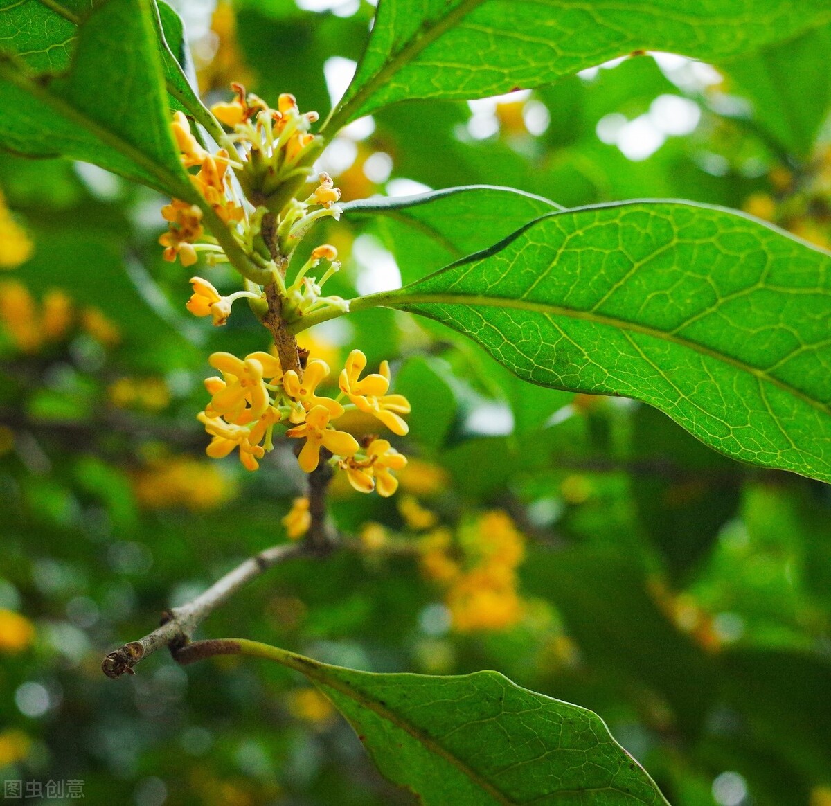 追赶花期，放飞自我