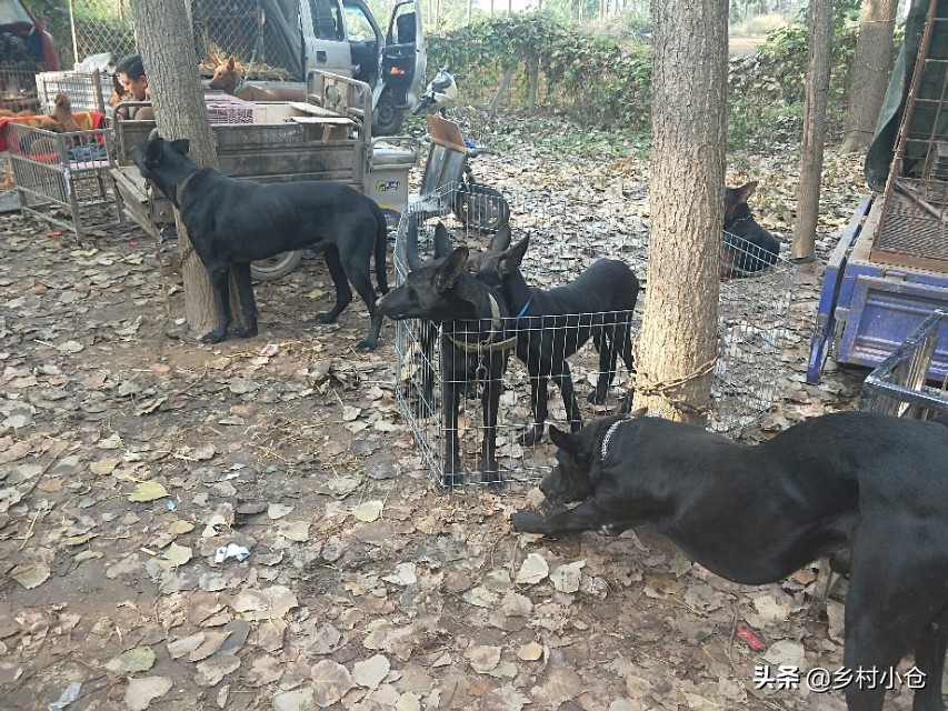 中亚猎狼犬，高狼，东北虎，比特等各种猛犬，农村狗市应有尽有