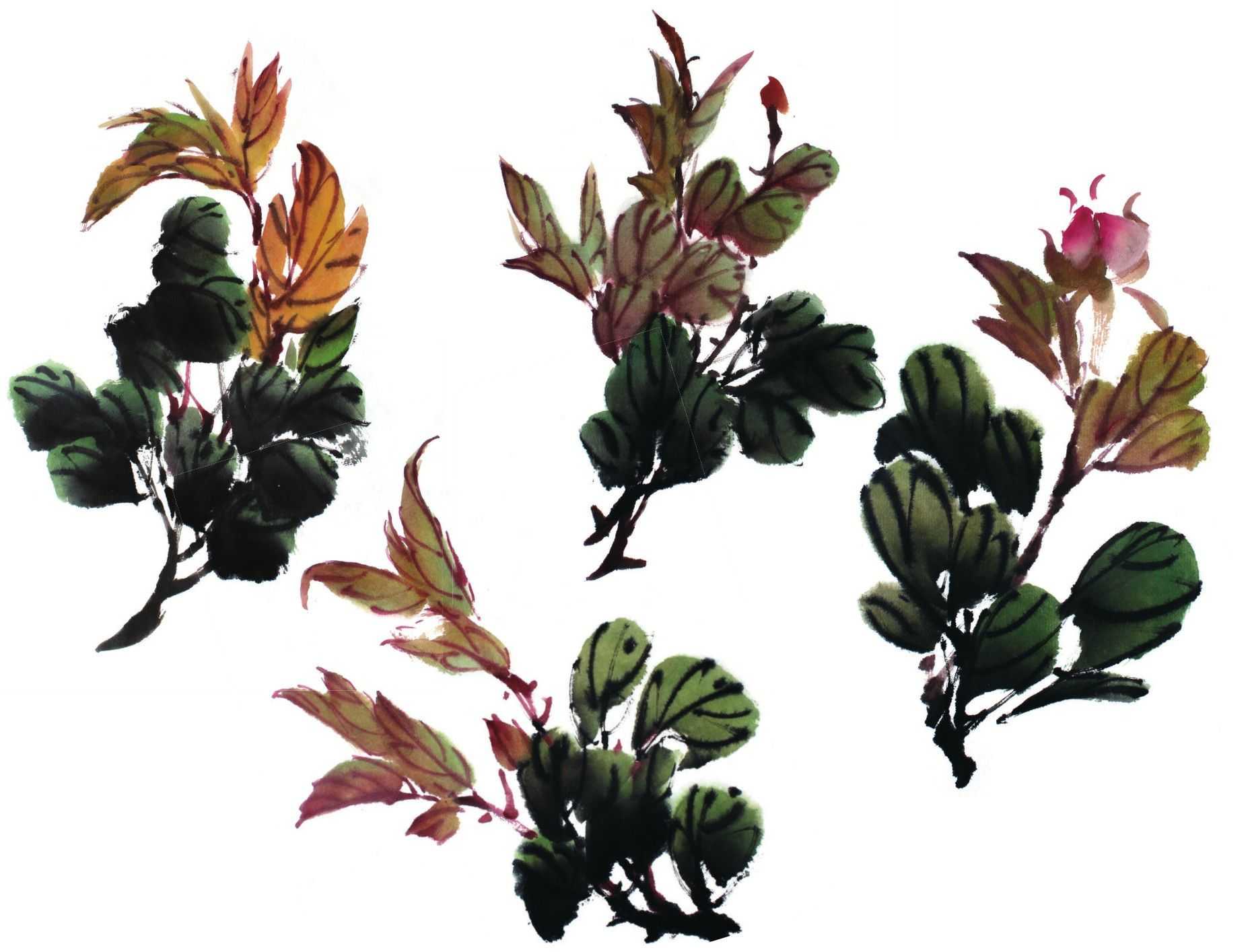 零基础国画教程:分步骤讲解牡丹叶子画法,简单易学,一起来临摹