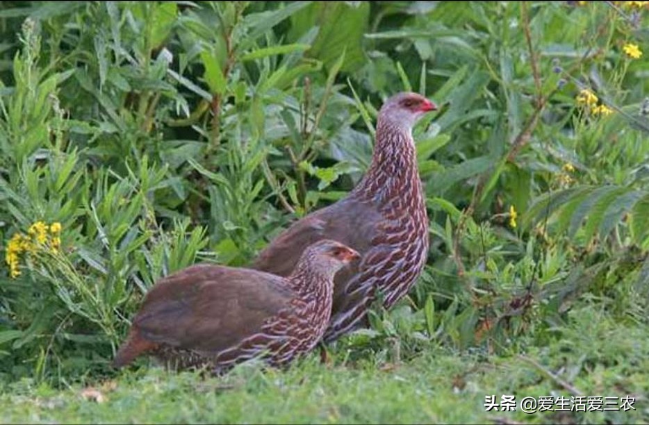 山雞養殖成本,山雞養殖成本利潤
