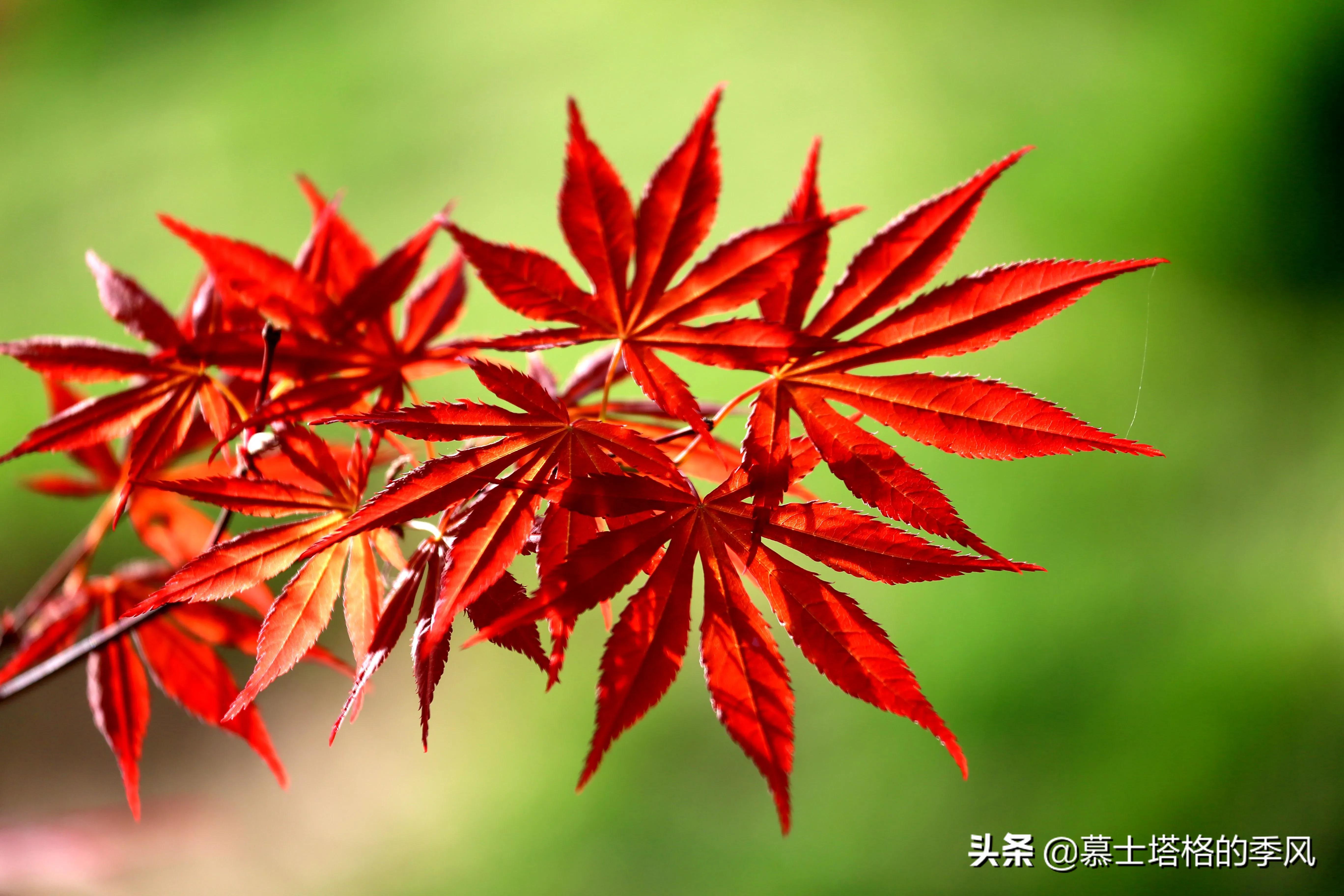 中国秋天最美的10处红叶(秋天红叶哪里最美) 