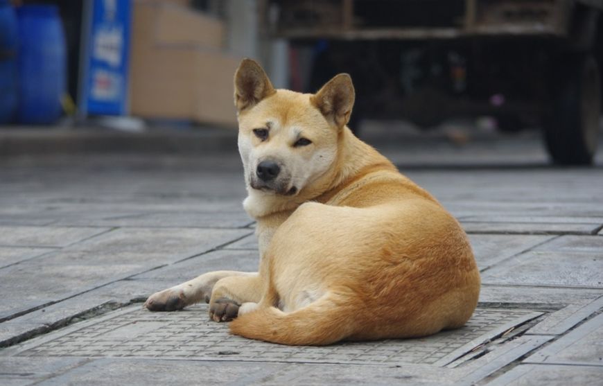 世界上最长寿的狗（盘点那些世界上寿命最长的狗狗品种）