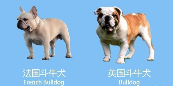 狗狗便便超臭，主要是这4个原因，细菌病毒感染不可忽略