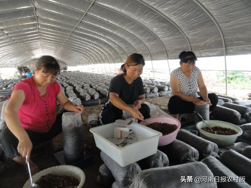 商水县“蘑菇王”杨秀丽：14个蘑菇大棚，年纯收入60多万元