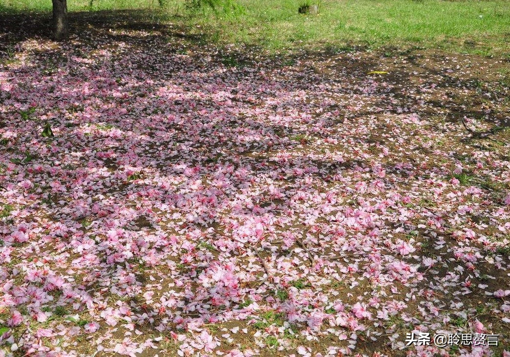 伤春诗词精选首一十六首 伤春情绪,惜花时候