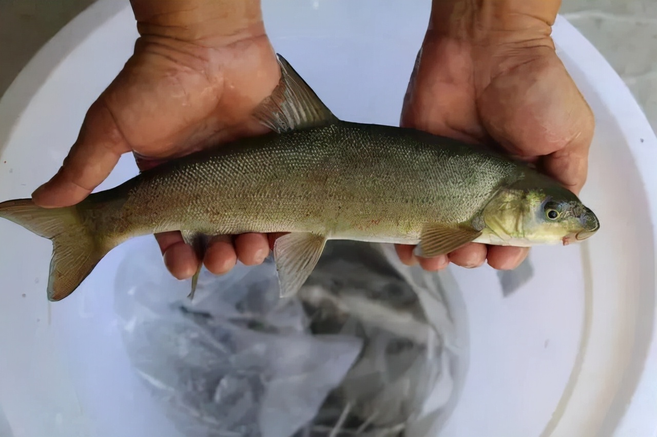 鲤鱼和鲫鱼的区别图片(野生鱼比养殖鱼更健康) - 赤虎壹号