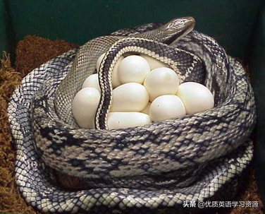 shells(英语原版阅读：Reptiles)