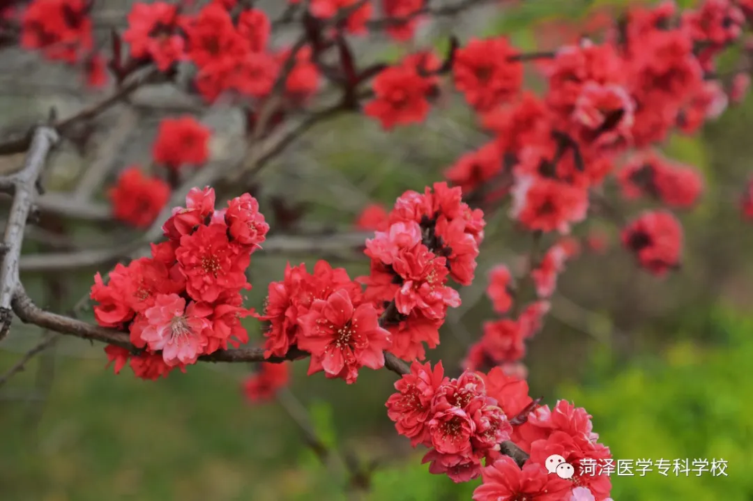 菏泽医学专科学校牡丹，又是姹紫嫣红开遍