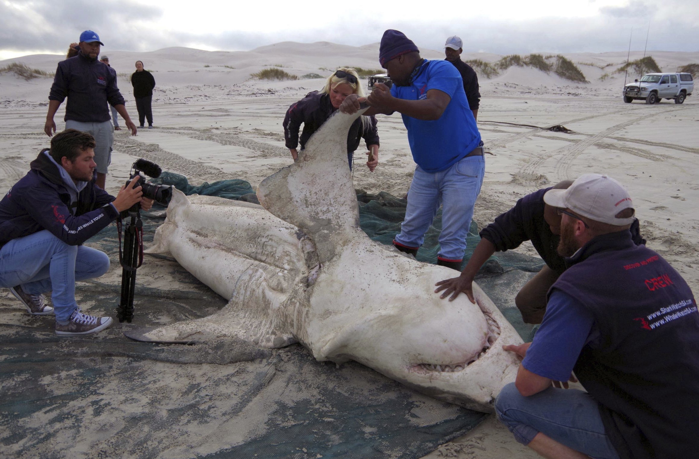 海洋里的“顶级杀手”，虎鲸是如何杀死大白鲨的？