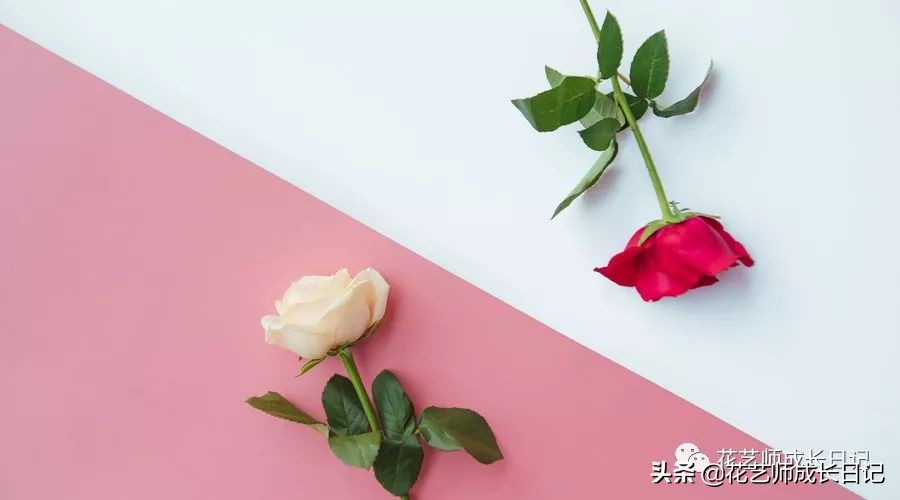 送几朵玫瑰花的含义和意思，66朵玫瑰花代表什么寓意