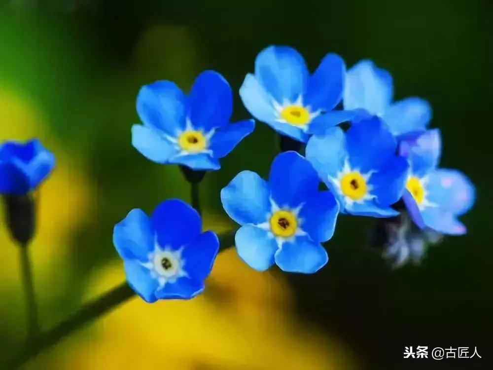 万紫千红的百花汇（百花汇中富含诗意的花）