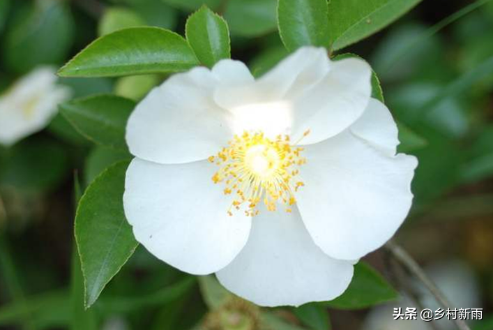 每日春花|山茶花：幽谷雪霜白洁玉，散落清辉西昌岭