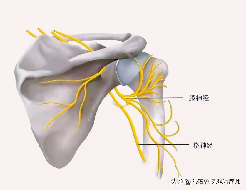 肩膀疼痛是怎么回事？本文告知您9种病因，让您再也不盲目咨询