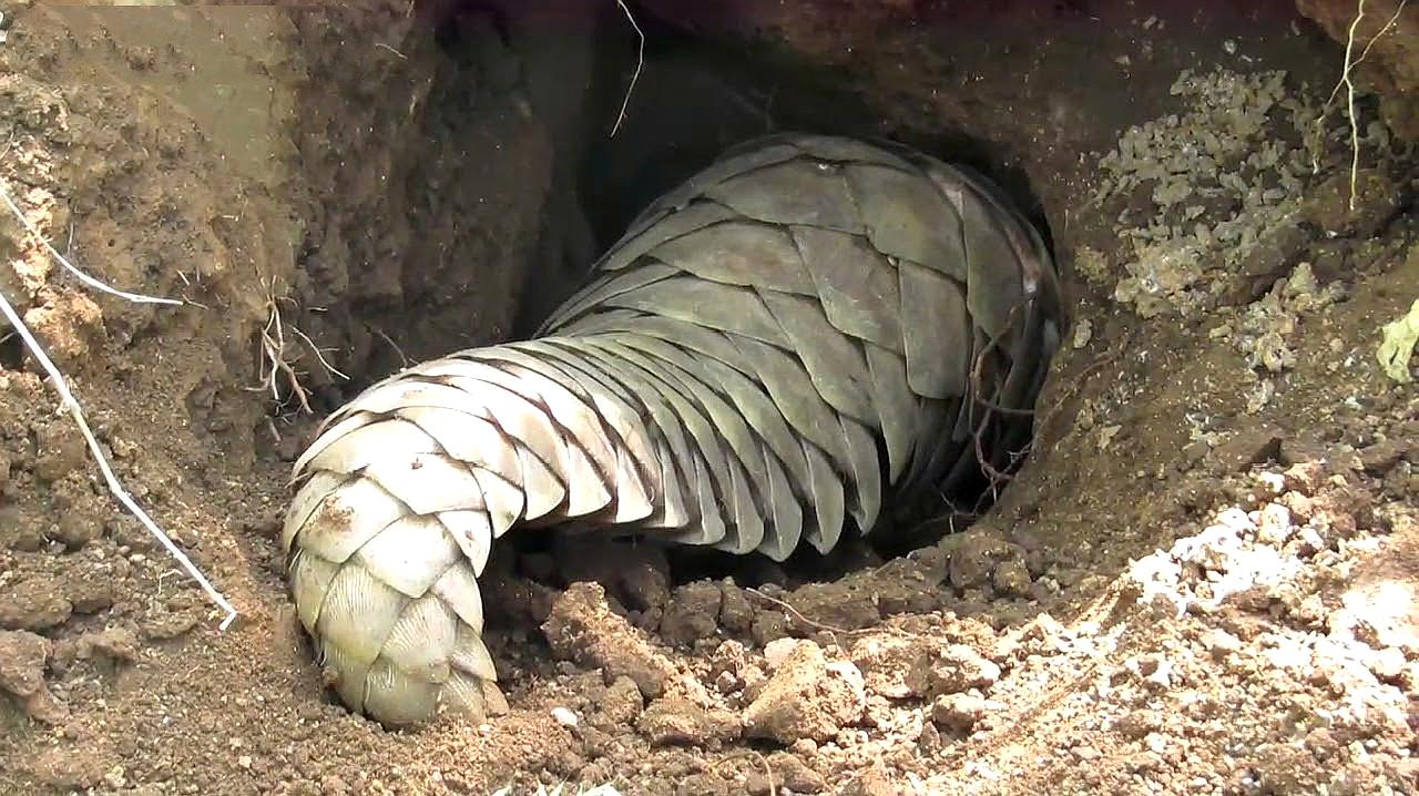 男子收购穿山甲鳞片治病,获刑3年6个月,为什么有人吃"指甲"?