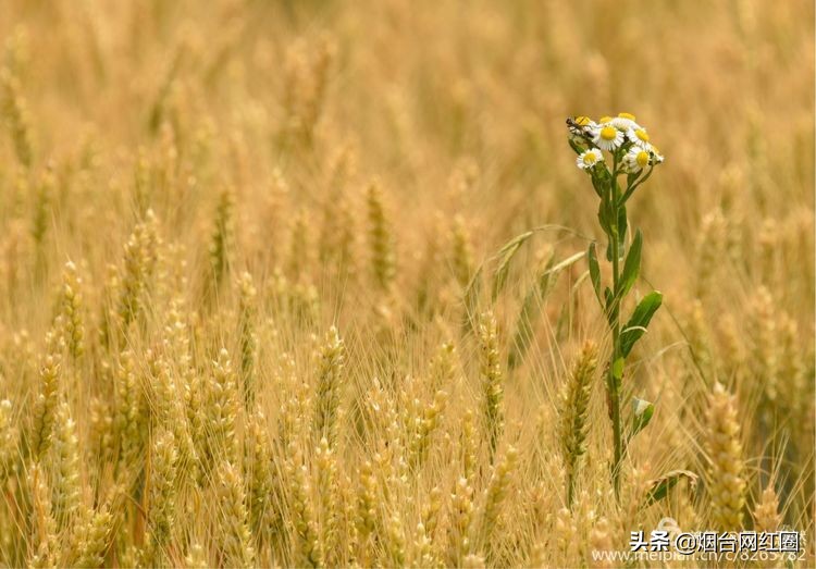 人们常说"三夏"大忙季节，即指忙于夏收、夏种和春播作物的夏管。