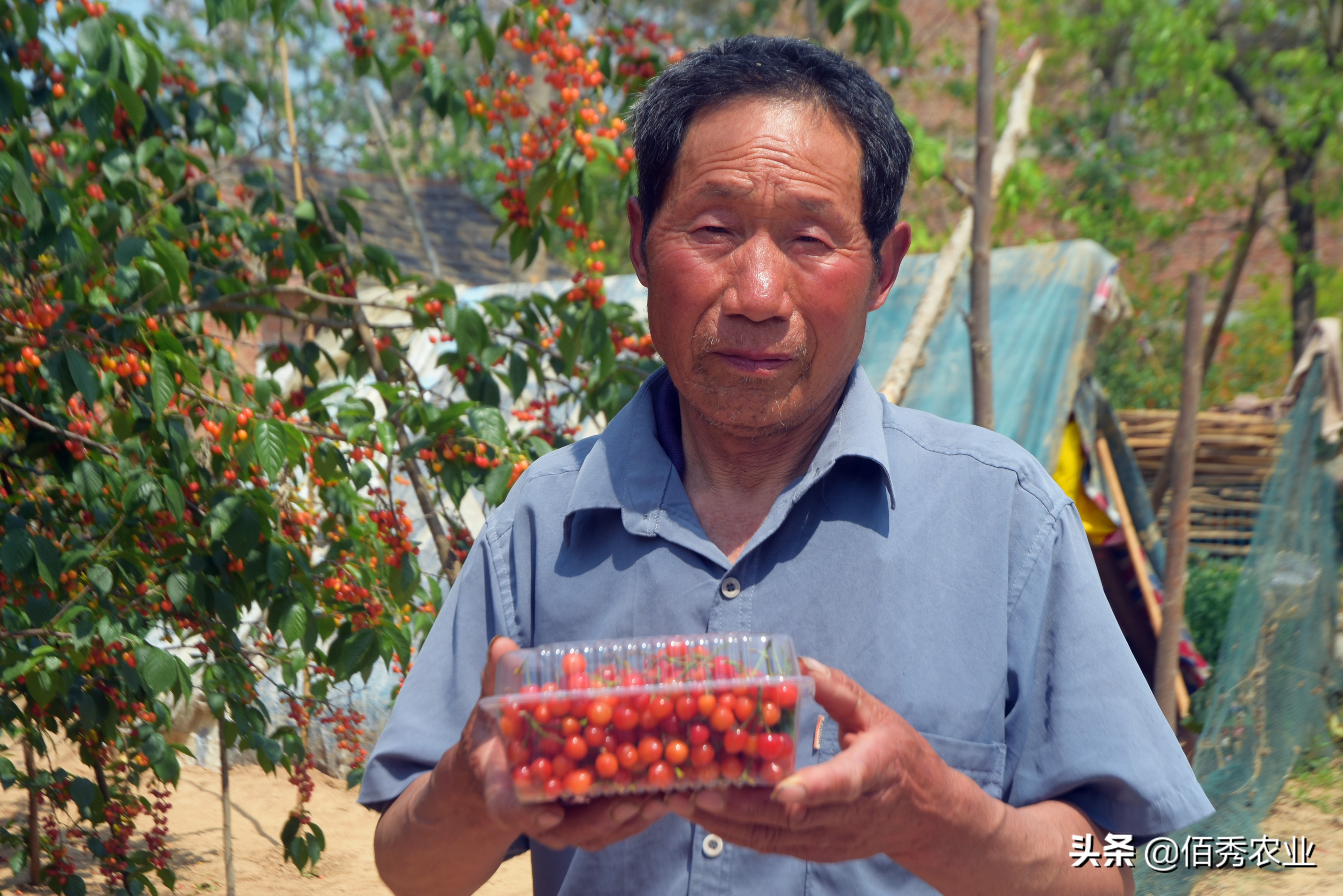 皖北农村，一棵樱桃树能创收4000多元，为啥农民不敢种植