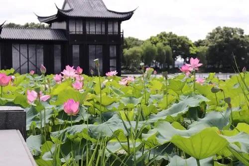 名人与西湖22 出身草根，陆游是他同班同学，夏季荷花被他写绝