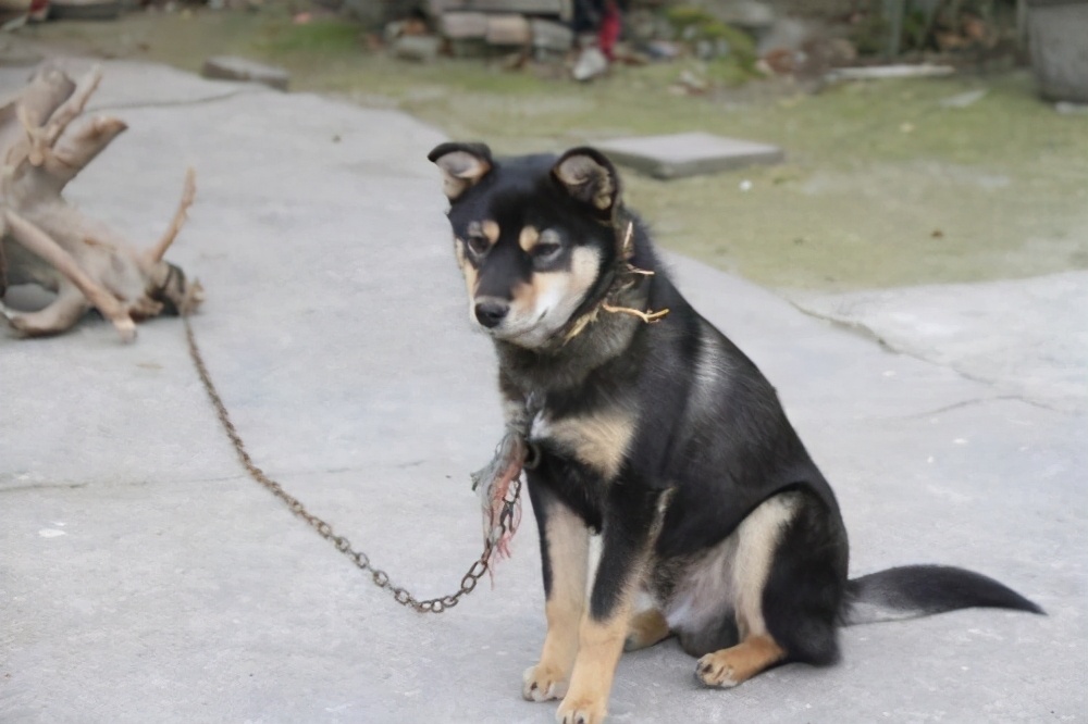 别搞错！土狗并不土，中华五大神犬了解一下